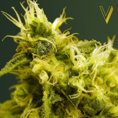 Victory Seeds - White Widow