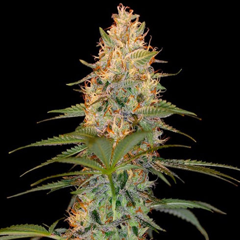 Reserva Privada - Silver Kush