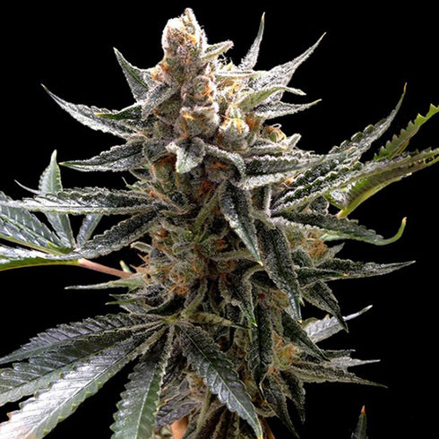 Reserva Privada - Tangie