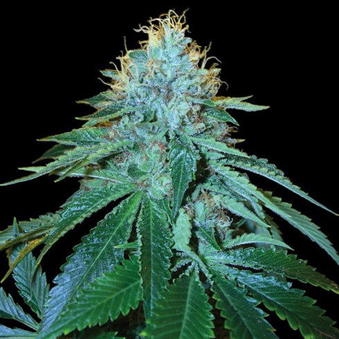 Reserva Privada - The OG #18