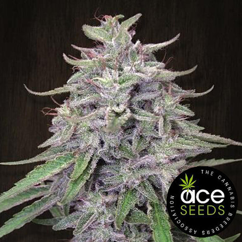 Ace Seeds - Bangi Haze