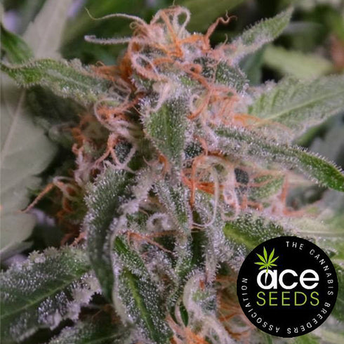 Ace Seeds - Bubba Hash