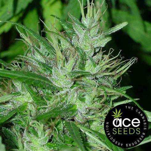 Ace Seeds - Congo