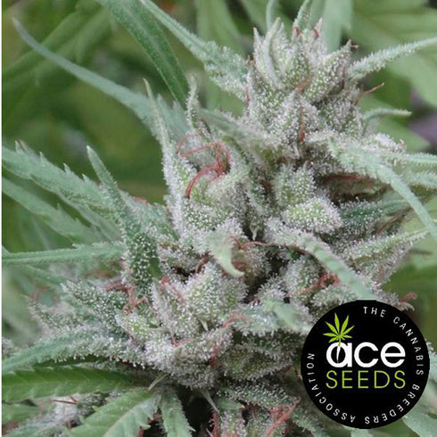 Ace Seeds - Golden Tiger