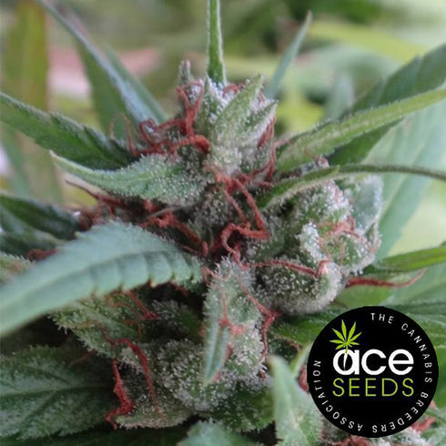 Ace Seeds - Haze x Kali China