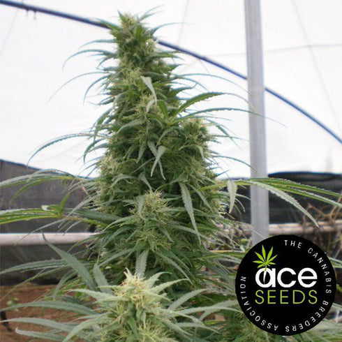 Ace Seeds - Malawi