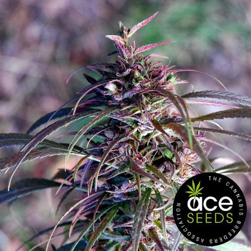 Ace Seeds - Oldtimer's Haze