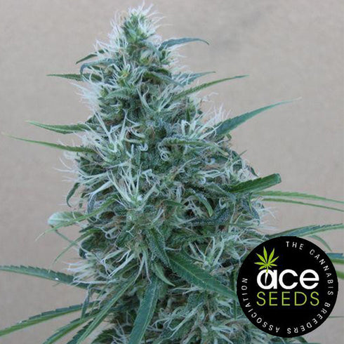 Ace Seeds - Orient Express