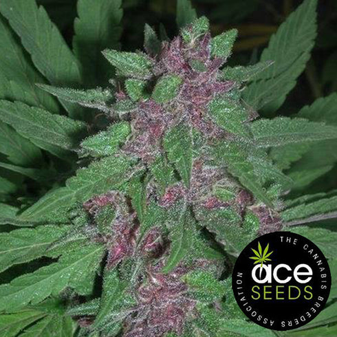 Ace Seeds - Pakistani Chitral Kush