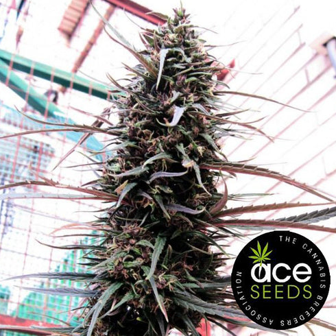 Ace Seeds - Purple Haze x Malawi