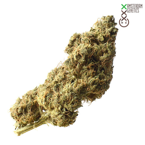 Amsterdam Genetics - White Choco Haze