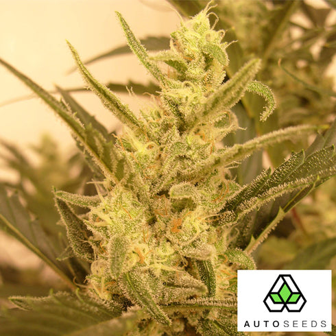 Auto Seeds - Berry Ryder