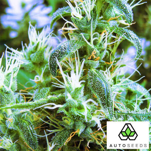 Auto Seeds - Candy Kush