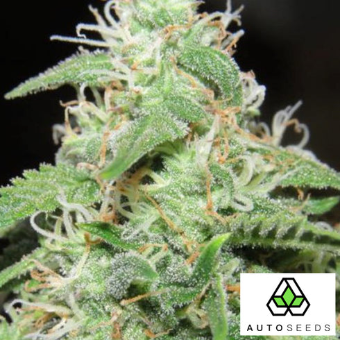 Auto Seeds - Polar Express