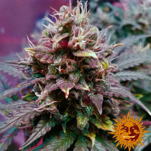 Barney's Farm Seeds - 8 Ball Kush