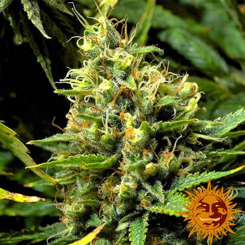 Barney's Farm Seeds - Acapulco Gold