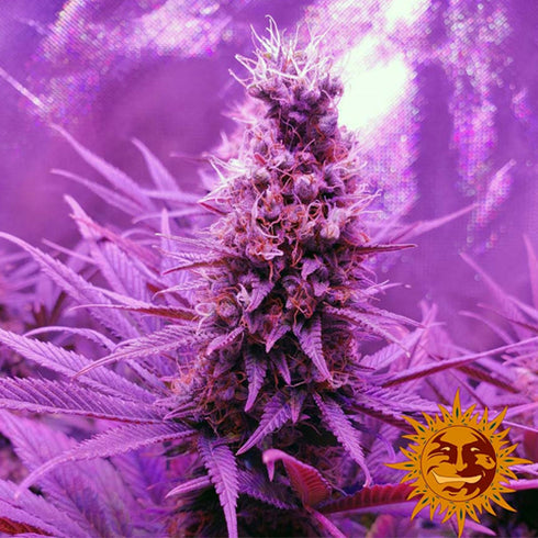 Barney's Farm Seeds - Blueberry Cheese