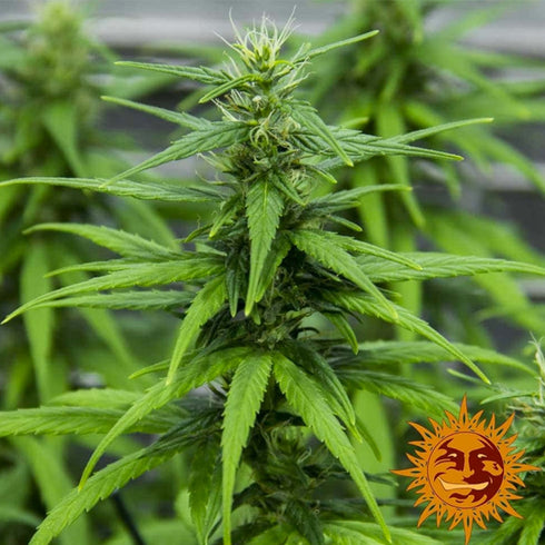 Barney's Farm Seeds - Dr Grinspoon