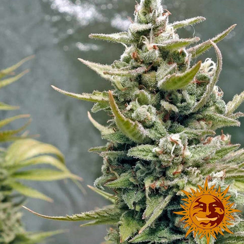 Barney's Farm Seeds - G13 Haze