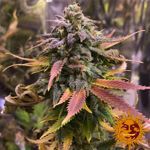 Barney's Farm Seeds - Laughing Buddha