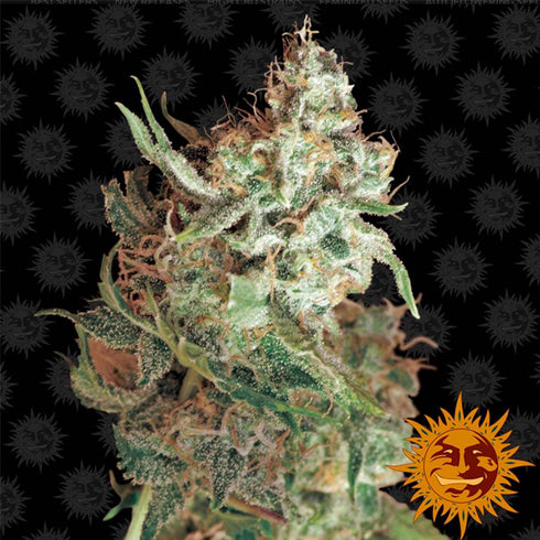 Barney's Farm Seeds - Red Dragon