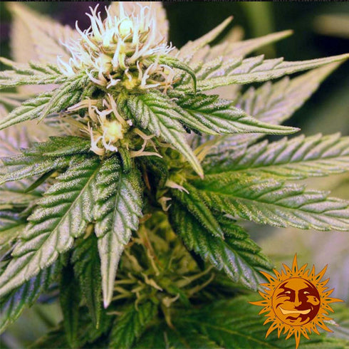 Barney's Farm Seeds - Sweet Tooth