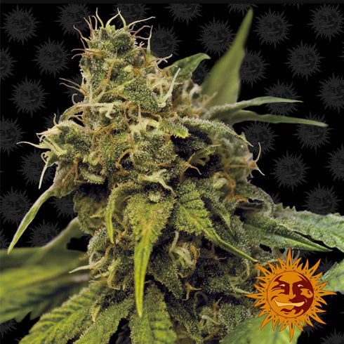 Barney's Farm Seeds - Utopia Haze