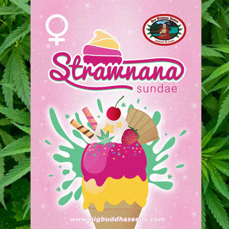 Big Buddha Seeds - Strawnana Sundae