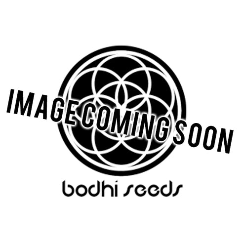 Bodhi Seeds - Forest Queen