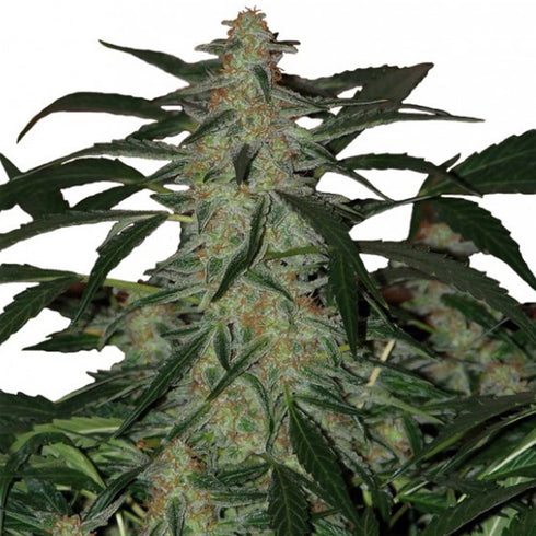 Buddha Seeds - Deimos