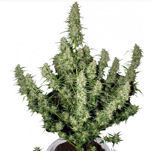 Buddha Seeds - Magnum Auto