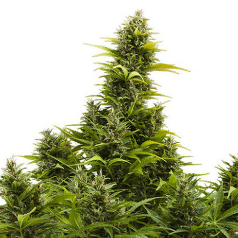 Buddha Seeds - Medikit CBD Auto