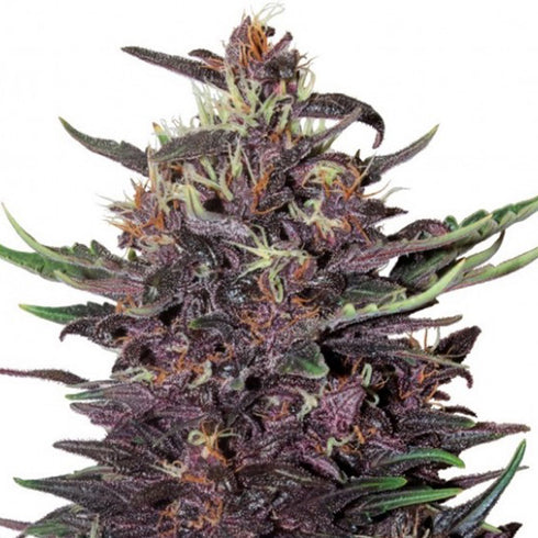 Buddha Seeds - Purple Kush Auto