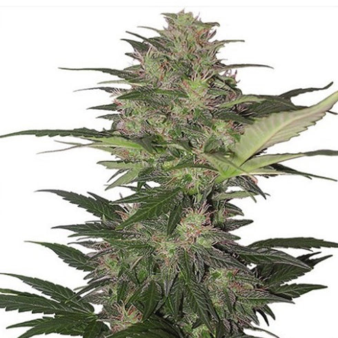 Buddha Seeds - Red Dwarf