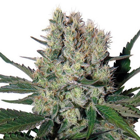 Buddha Seeds - Syrup