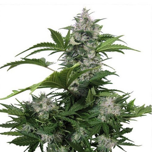 Buddha Seeds - White Dwarf Auto