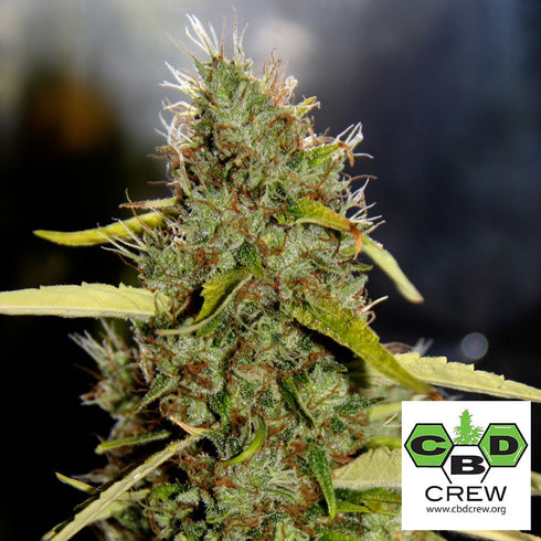 CBD Crew - PH CBD