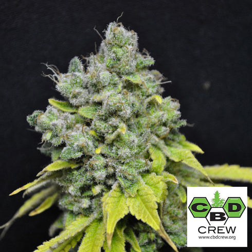 CBD Crew - Skunk Haze CBD
