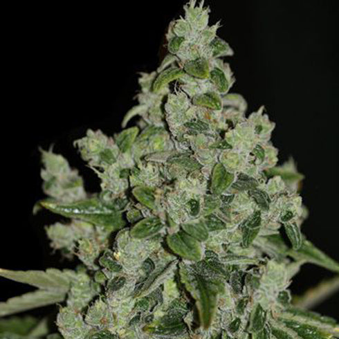 T.H. Seeds - Ultra Sour