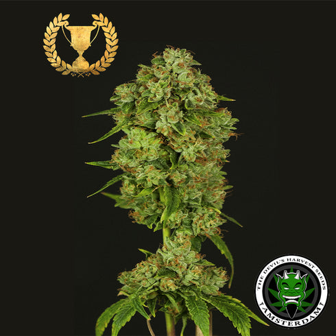 Devils Harvest Seeds - Casey Jones