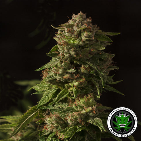 Devils Harvest Seeds - Fallen Angel