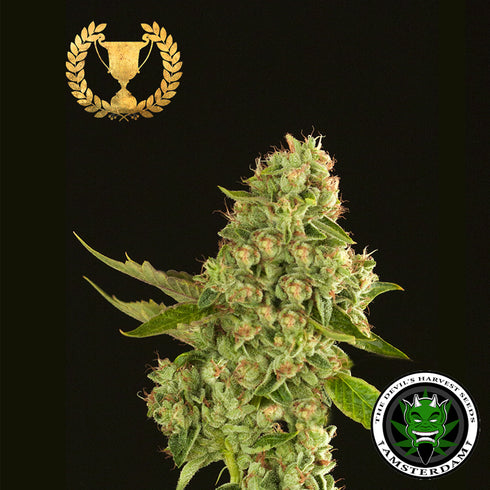 Devils Harvest Seeds - Kuchi