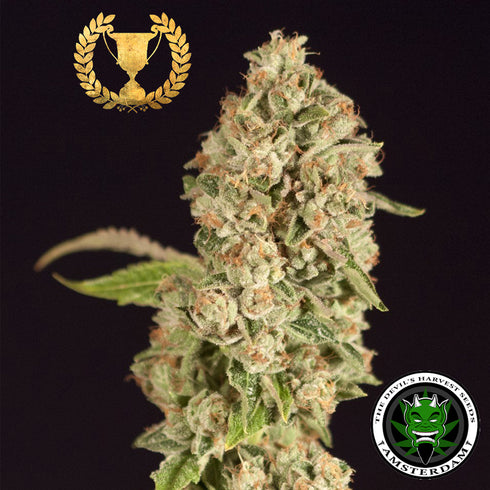 Devils Harvest Seeds - OG Reek'n