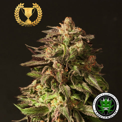 Devils Harvest Seeds - Shoreline