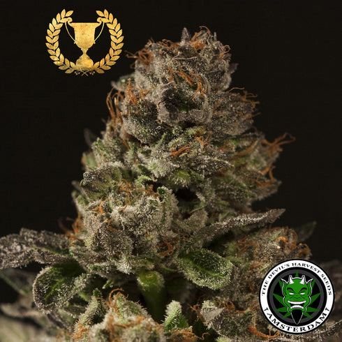 Devils Harvest Seeds - Strawberry Sour Diesel