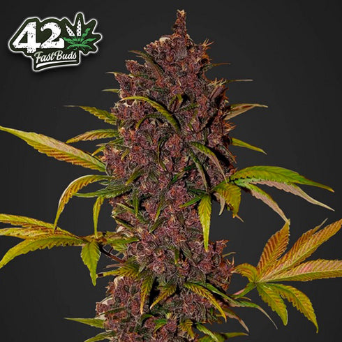 FastBuds Seeds - LSD - 25 Auto