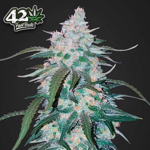 FastBuds Seeds - Pineapple Express Auto