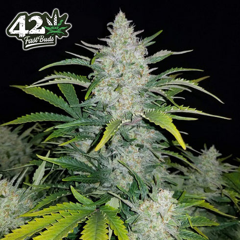 FastBuds Seeds - Rhino Ryder Auto