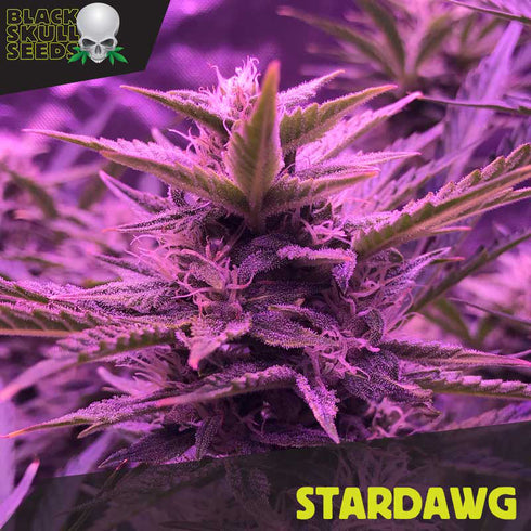 Black Skull - Stardawg