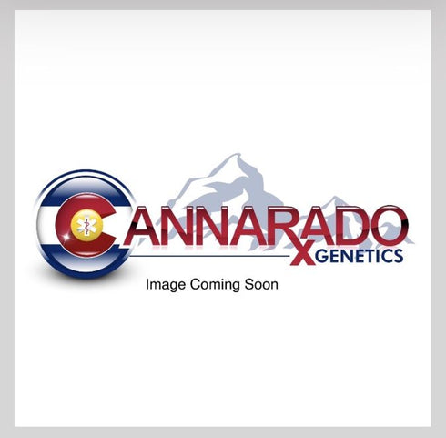 Cannarado Genetics - Slap n Tickle